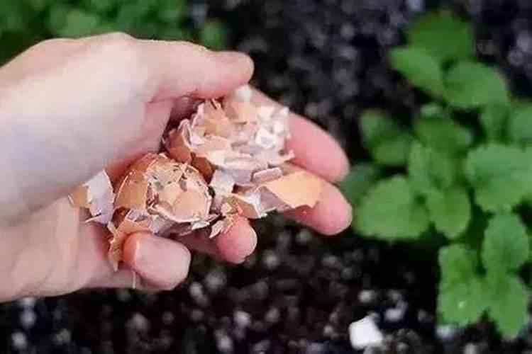 黄花菜需要上什么肥