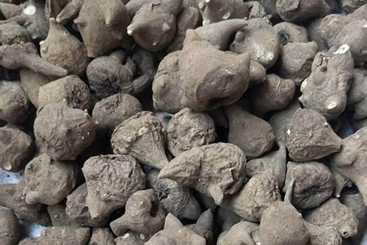 我有一大片葡萄园,可以用迪斯科针状肥吗？