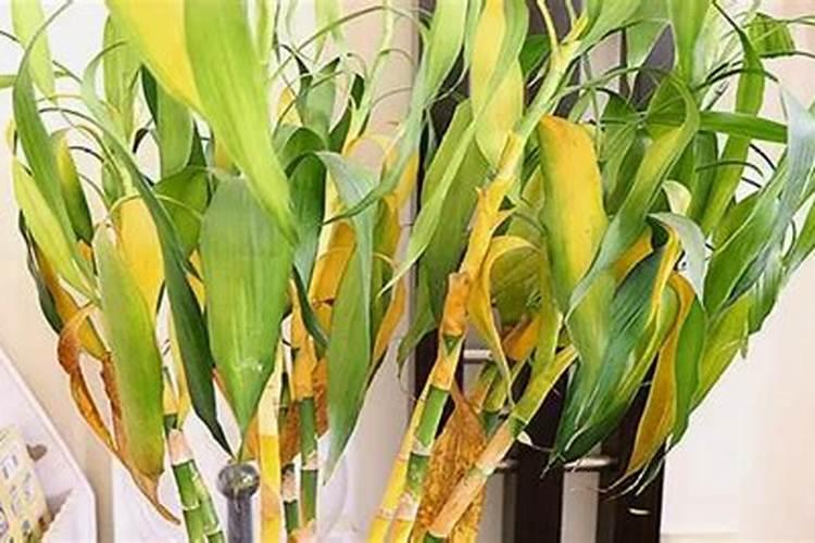 果树缺铁黄叶补救方法