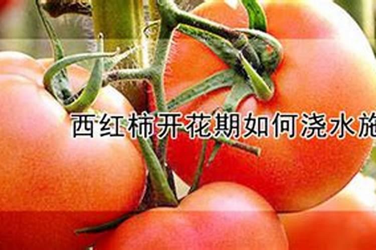 授粉成功的番茄需要怎么施肥