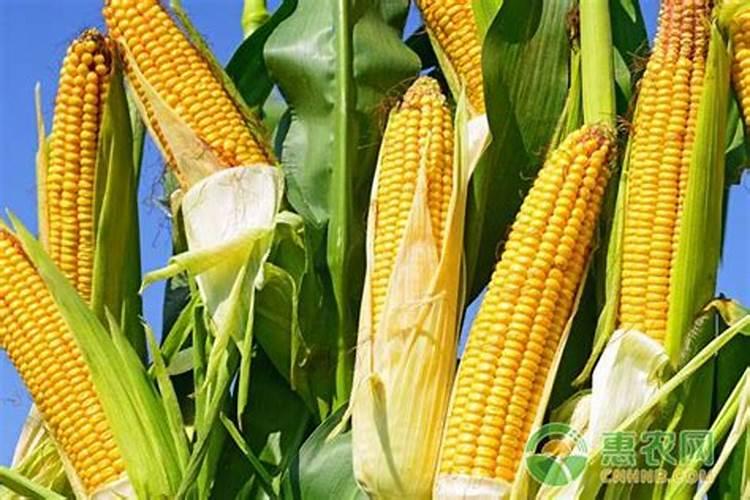 根腐克星和甲霜恶霉灵及氨基酸水溶肥一起能混合能用吗？