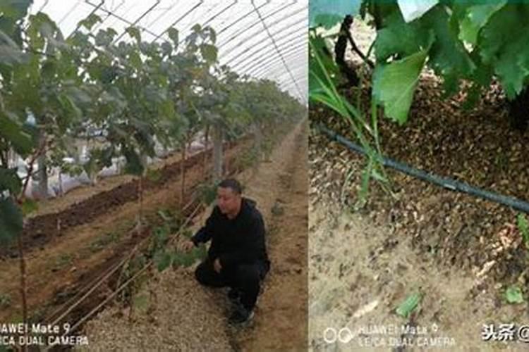 葡萄种植不同时期如何追肥施肥注意事项