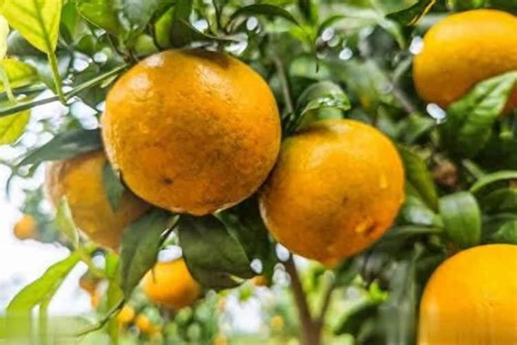 无花果掉果的原因怎样解决