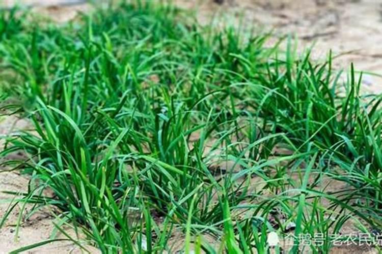 韭菜施什么肥最好