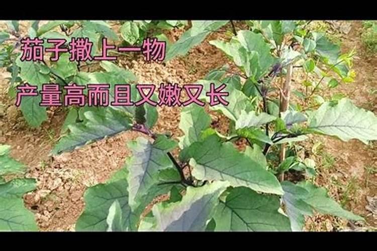 种茄子用什么肥料比较好？