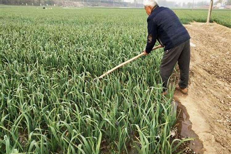 磷酸二氢钾怎样浇兰花