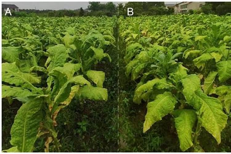 烟叶不落黄喷什么药