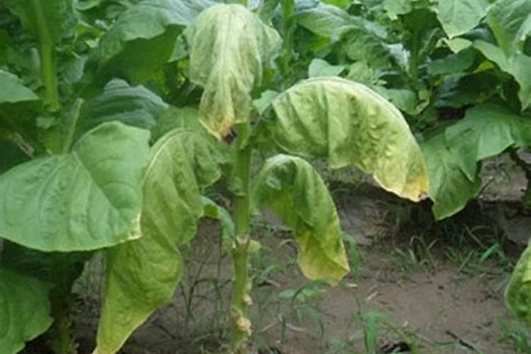 磷酸二氢钾+尿素+葡萄糖做叶面肥可喷施烟草吗？