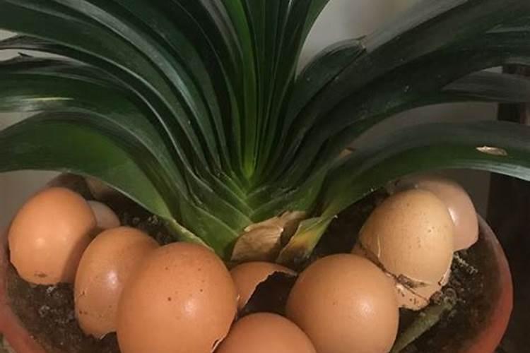 芸苔素使用技巧