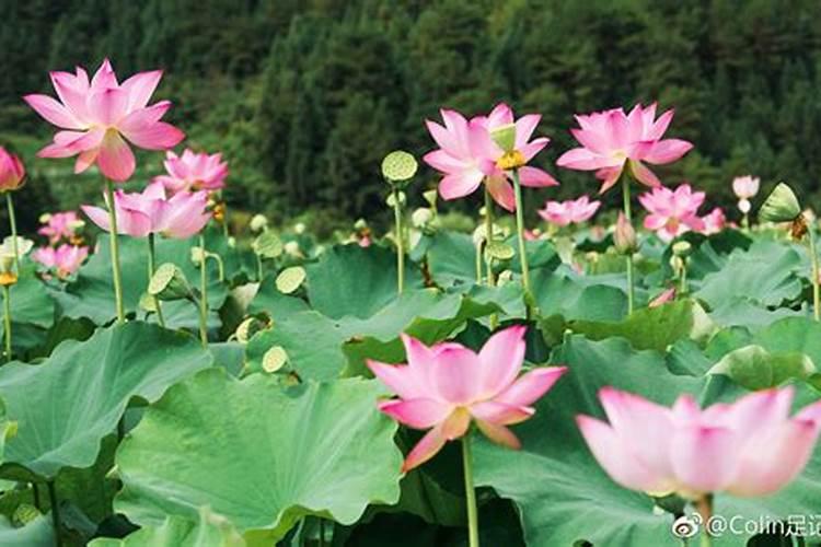 白莲种植需要怎么样施肥