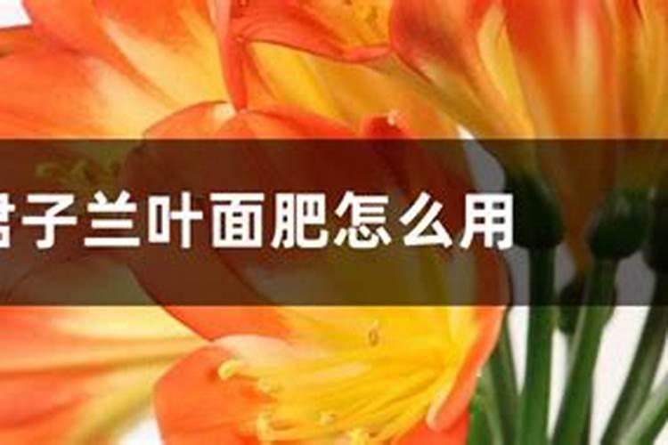 君子兰叶面肥怎么用