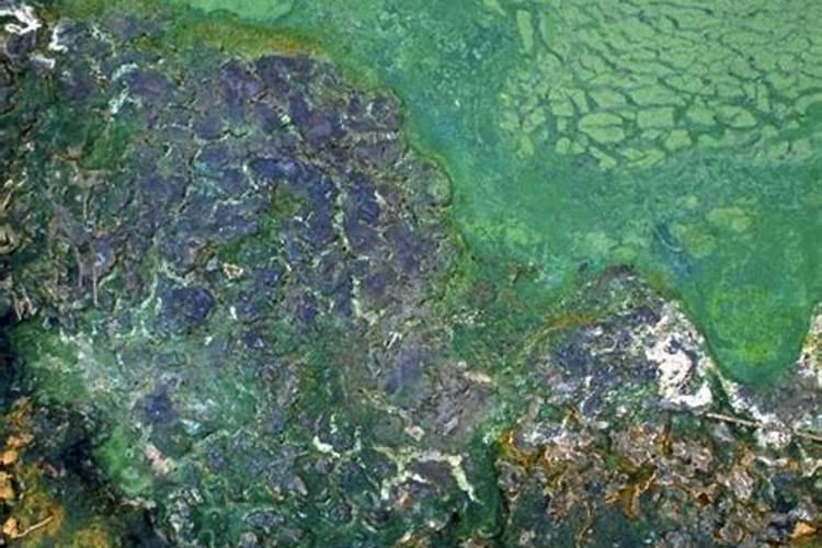 地下水氨氮超标原因？