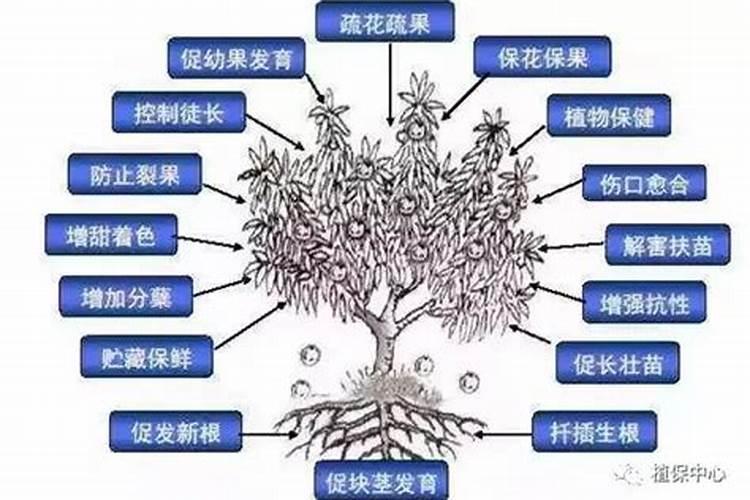 赤霉素与芸苔素哪个好