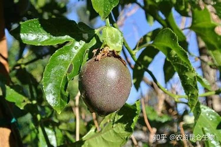 百香果浇什么肥料合适