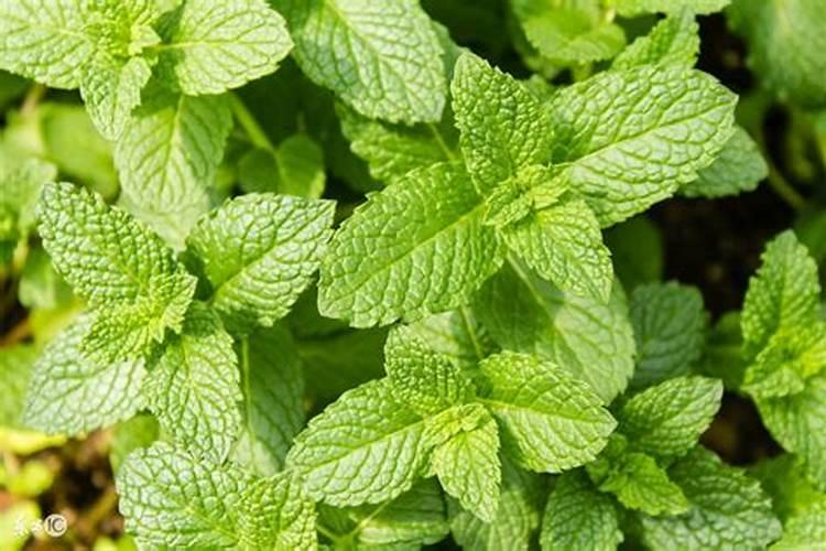 怎样给薄荷自制肥料