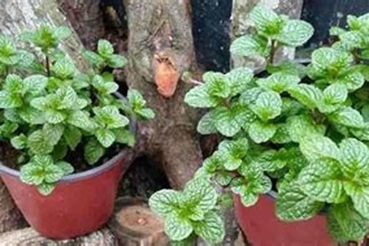 薄荷需浇什么肥料才可以长得好