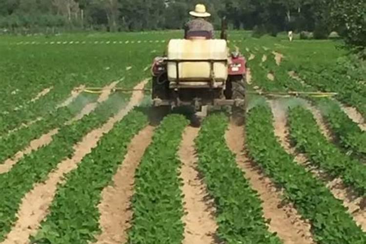 芒果树种植间距是多少