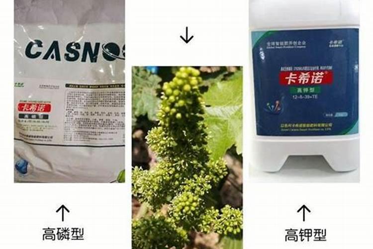 葡萄中后期如何施用钾肥