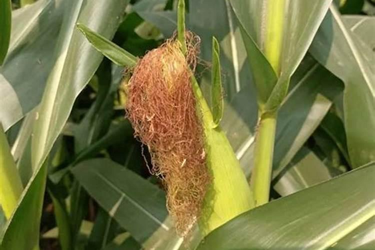 植物生长平衡液是什么东西