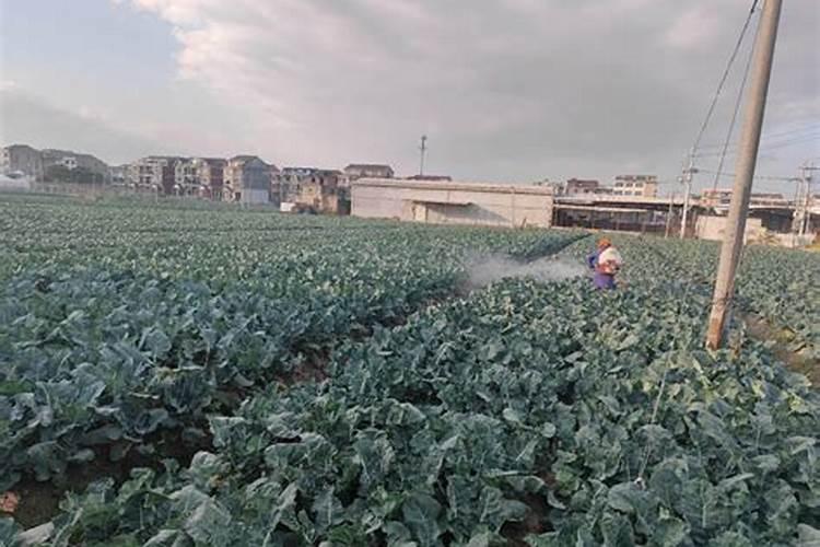 大豆田间管理技术 大豆应该怎么施肥