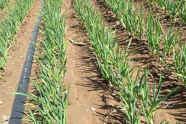 专家们大姜长高慢怎么回事？