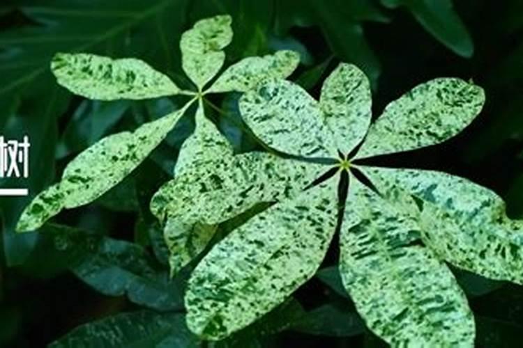 阳台种菜需哪些肥料