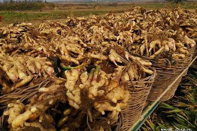 花椒上什么肥料好