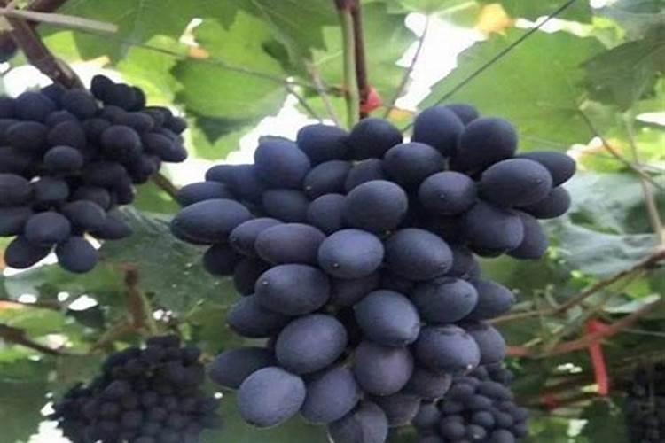 巨峰葡萄膨果喂什么肥