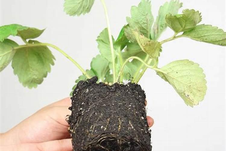 请问如何使在家种的草莓在不撒农药的情况下长得又大又红？