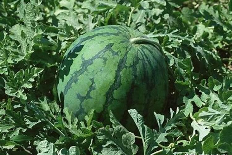 湖北复合肥十大名牌