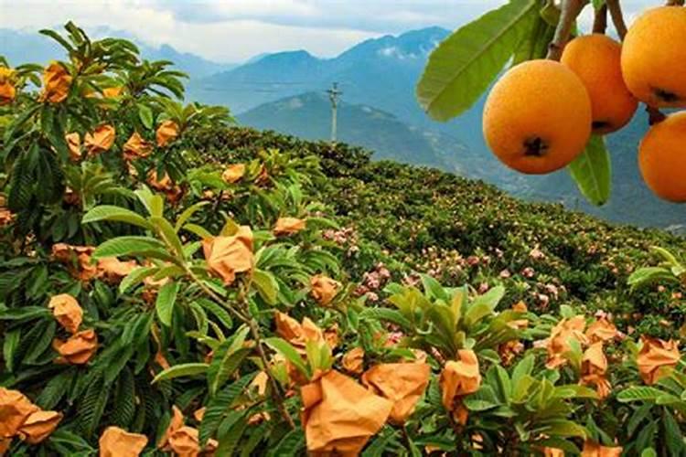 枇杷用什么肥料会让果实更甜