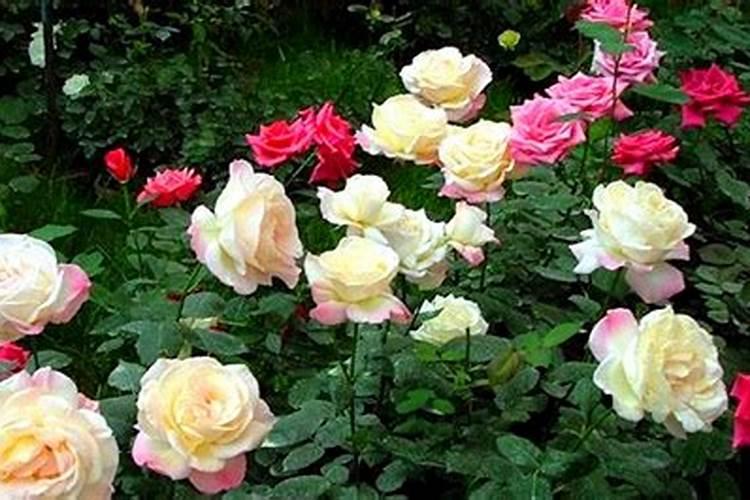 月季有花苞能施肥吗