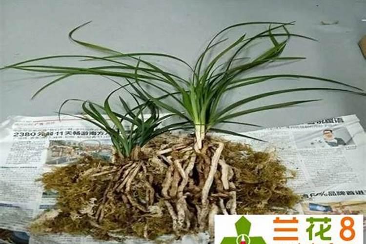 兰花用复合肥的使用方法