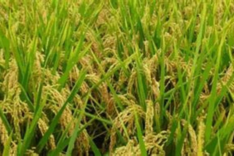 北京昌平兴寿镇娟子采摘园怎么样？