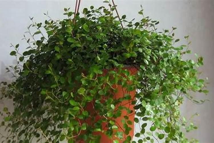 金邦德喷剂使用多久有效果？