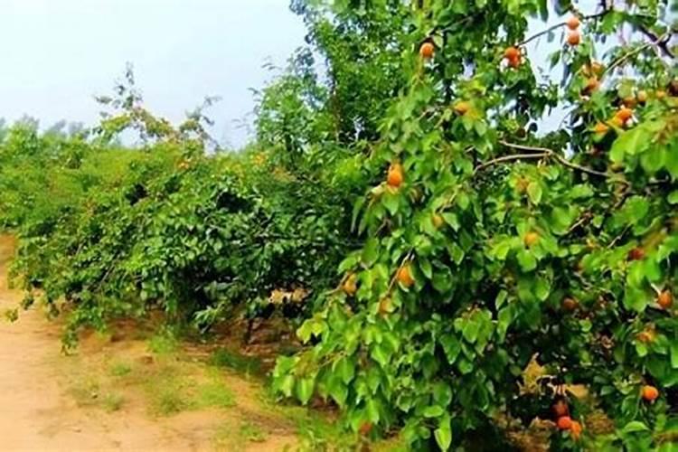 杏树喷施硼肥最佳时间？