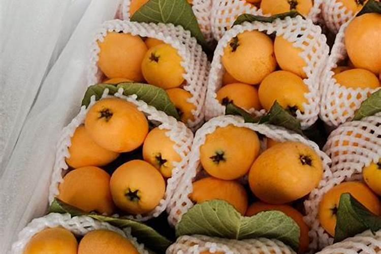 哪种肥料最有利于枇杷树生长