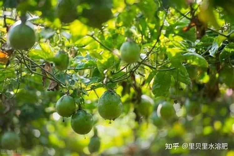 苹果用什么水溶肥好