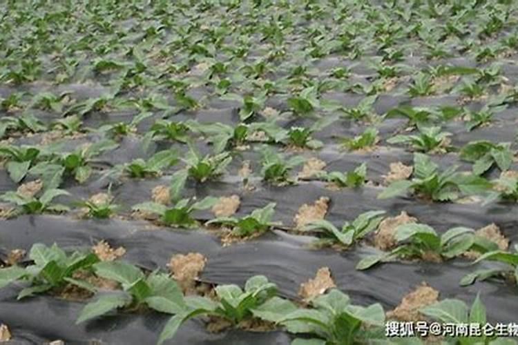 芸苔素内脂能积硼肥一起用吗？