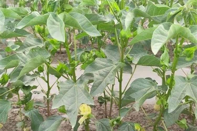 农药大全茶叶专用,茶叶打的农药一般是哪些？