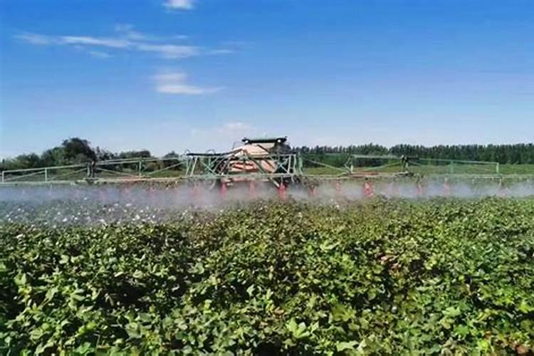 种生姜施什么肥料最好