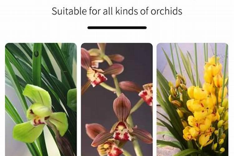 桔子树用什么肥料最好