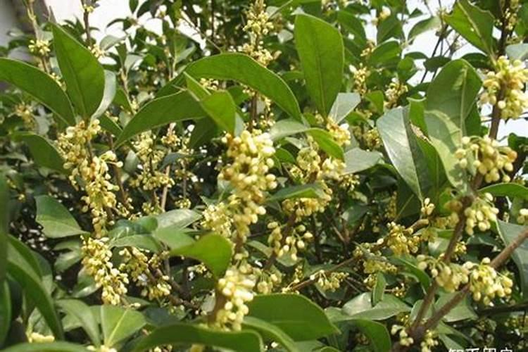 室内种植蔬菜怎么施肥