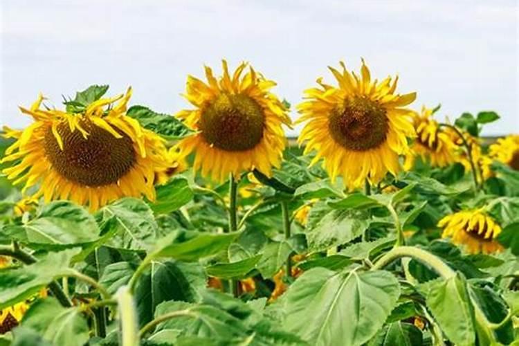 深圳蔬菜配送价格