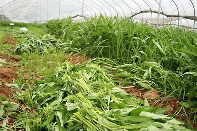 李子枇杷树下可以套种黑麦草吗