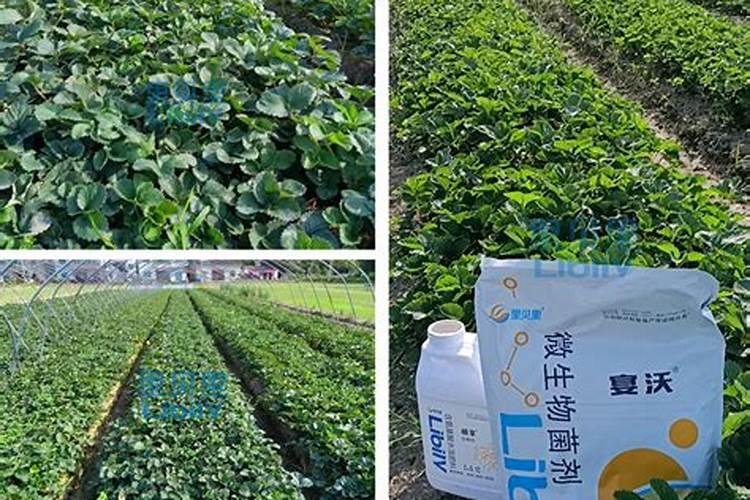 兰花栽培及管理方法 兰花栽培及管理方法是怎样的