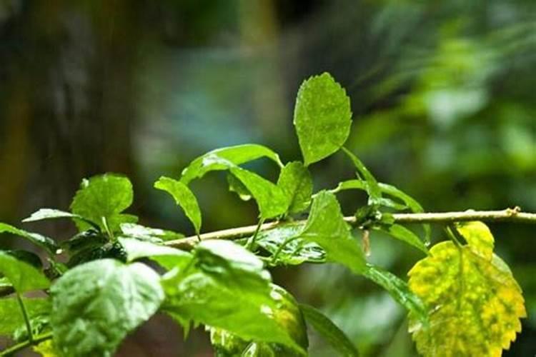 正规厂家的磷酸二氢钾,零售价多少？