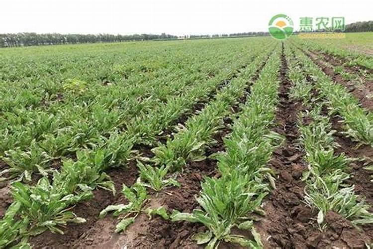 板蓝根施什么肥