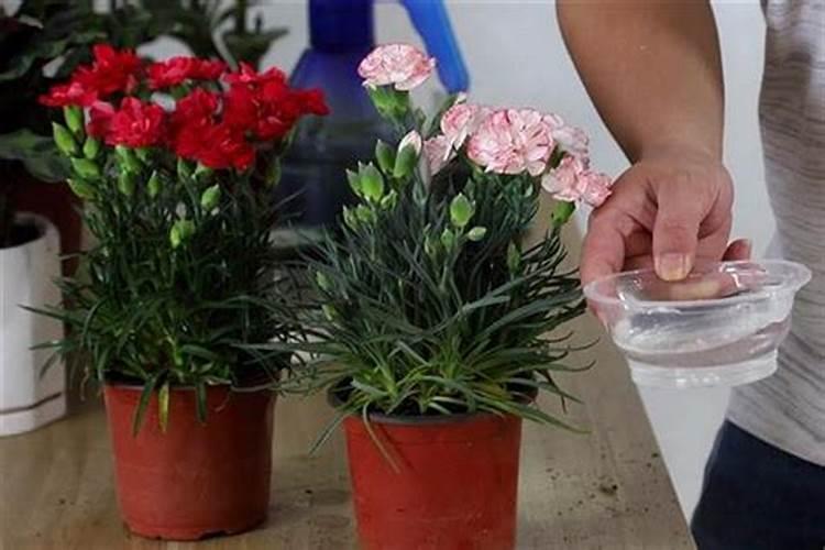 木槿花浇什么肥料合适