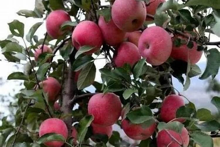 橡皮树几天浇一次水最好